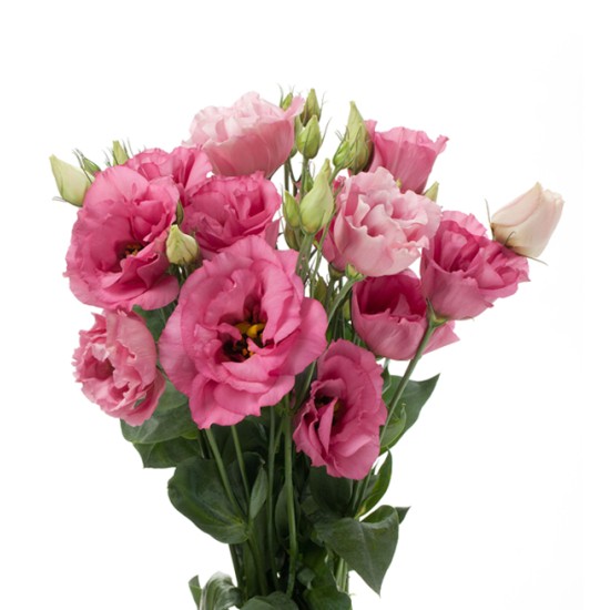 Seminte LISIANTHUS (Eustoma) CESSNA F1 Rose III 1000s