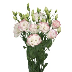 Seminte LISIANTHUS (Eustoma) CESSNA F1 Rose Picotee III 1000s