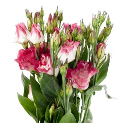 Seminte LISIANTHUS (Eustoma) CESSNA F1 Vogue III 1000s
