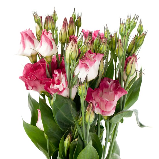 Seminte LISIANTHUS (Eustoma) CESSNA F1 Vogue III 1000s