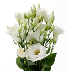 Seminte LISIANTHUS (Eustoma) CESSNA F1 White Imp. III 1000s