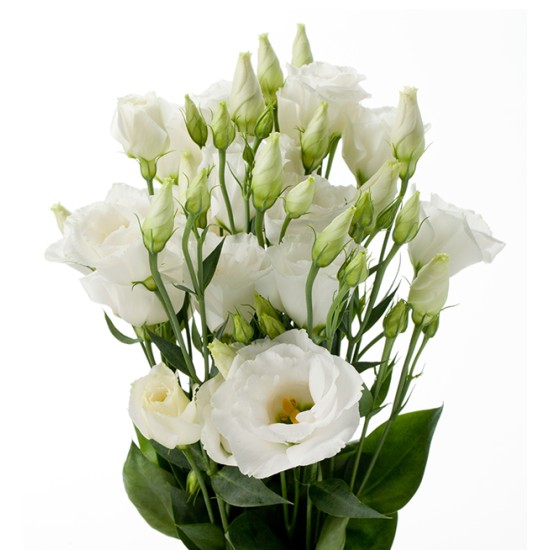 Seminte LISIANTHUS (Eustoma) CESSNA F1 White Imp. III 1000s