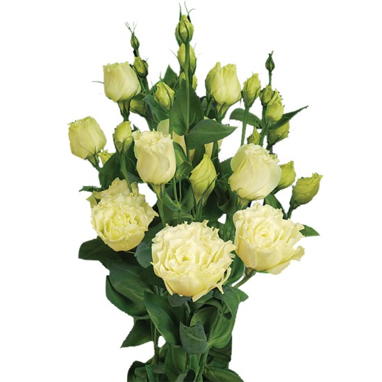 Seminte LISIANTHUS (Eustoma) CESSNA F1 Yellow III 1000s