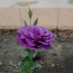 Seminte LISIANTHUS (Eustoma) CINDERELLA F1 Blue 1000s