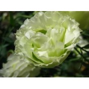 Seminte LISIANTHUS (Eustoma) CINDERELLA F1 Lime 1000s