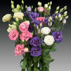 Seminte LISIANTHUS (Eustoma) CINDERELLA F1 Mix 1000s