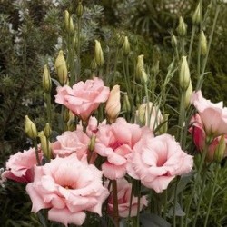 Seminte LISIANTHUS (Eustoma) CINDERELLA F1 Pink 1000s