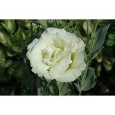 Seminte LISIANTHUS (Eustoma) CINDERELLA F1 White 1000s