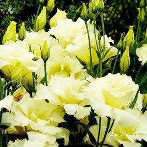 Seminte LISIANTHUS (Eustoma) CINDERELLA F1 Yellow 1000s