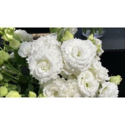Seminte LISIANTHUS CORELLI SUGOI F1 1 SU White 1000s