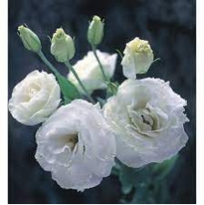 Seminte LISIANTHUS ARENA F1 1 Pure White 1000s