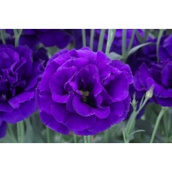 Seminte LISIANTHUS ARENA F1 1 Purple 1000s