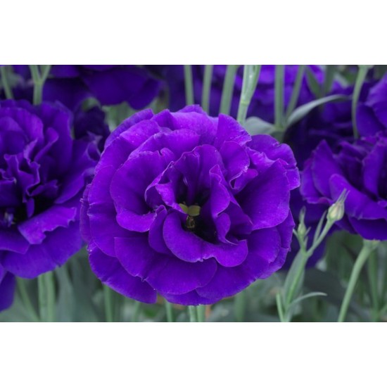 Seminte LISIANTHUS ARENA F1 1 Purple 1000s