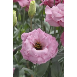 Seminte LISIANTHUS ARENA F1 3 Rose 1000s