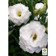 Seminte LISIANTHUS ARENA F1 3 White 1000s