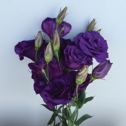 Seminte LISIANTHUS CAN CAN F1 Purple 1000s