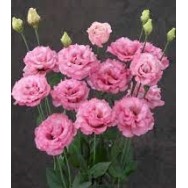 Seminte LISIANTHUS CORELLI F1 1 Deep Pink 1000s