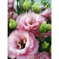 Seminte LISIANTHUS CORELLI F1 1 Pink 1000s
