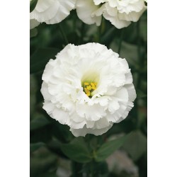Seminte LISIANTHUS CORELLI F1 1 White 1000s