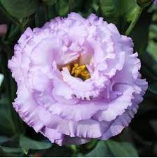 Seminte LISIANTHUS CORELLI F1 3 Lavender Imp. 1000s