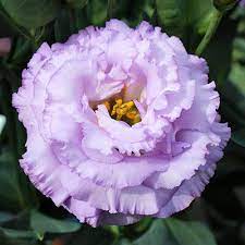 Seminte LISIANTHUS CORELLI F1 3 Lavender Imp. 1000s