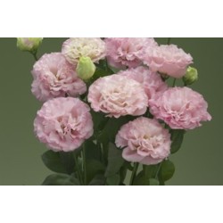 Seminte LISIANTHUS CORELLI F1 3 Peach 1000s