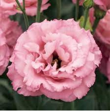 Seminte LISIANTHUS CORELLI F1 3 Rose 1000s