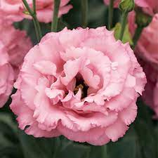 Seminte LISIANTHUS CORELLI F1 3 Rose 1000s