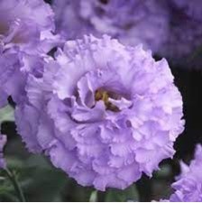 Seminte LISIANTHUS CORELLI SUGOI F1 1 SU Light Lavender 1000s