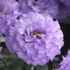 Seminte LISIANTHUS CORELLI SUGOI F1 1 SU Light Lavender 1000s