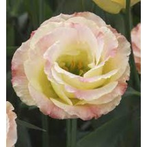 Seminte LISIANTHUS CROMA F1 2 Champagne 1000s