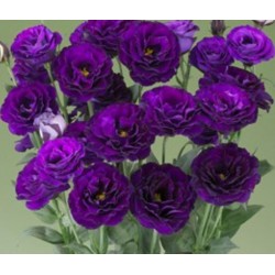 Seminte LISIANTHUS CROMA F1 2 Purple 1000s