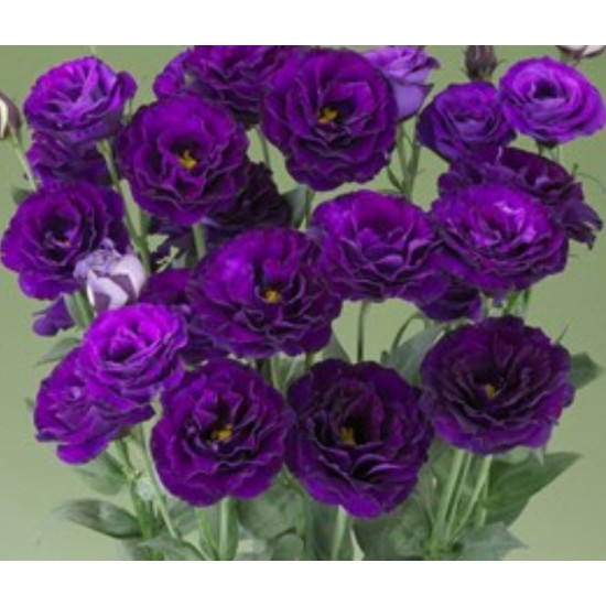 Seminte LISIANTHUS CROMA F1 2 Purple 1000s