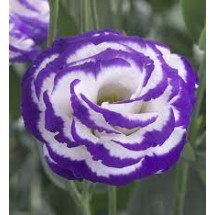 Seminte LISIANTHUS CROMA F1 3 Blue Picotee Imp. 1000s