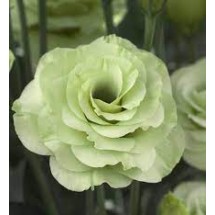 Seminte LISIANTHUS CROMA F1 3 Green Imp 1000s
