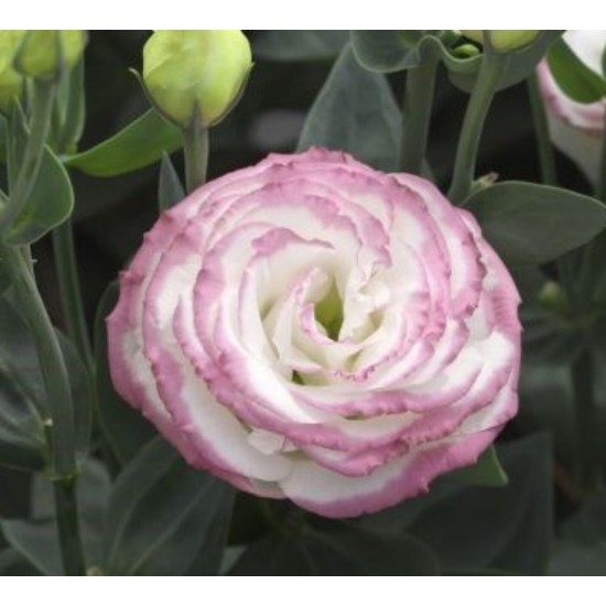 Seminte LISIANTHUS CROMA F1 3 Blue Picotee 1000s