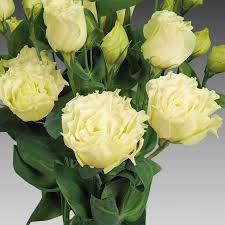 Seminte LISIANTHUS FLARE F1 Yellow 1000s