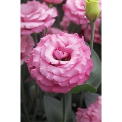 Seminte LISIANTHUS JOLLY F1 3 Jolly Pink 1000s