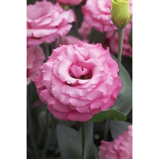 Seminte LISIANTHUS JOLLY F1 3 Jolly Pink 1000s