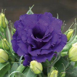 Seminte LISIANTHUS pitic JULIETTA F1 Blue 1000s