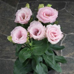 Seminte LISIANTHUS pitic JULIETTA F1 Pink 1000s