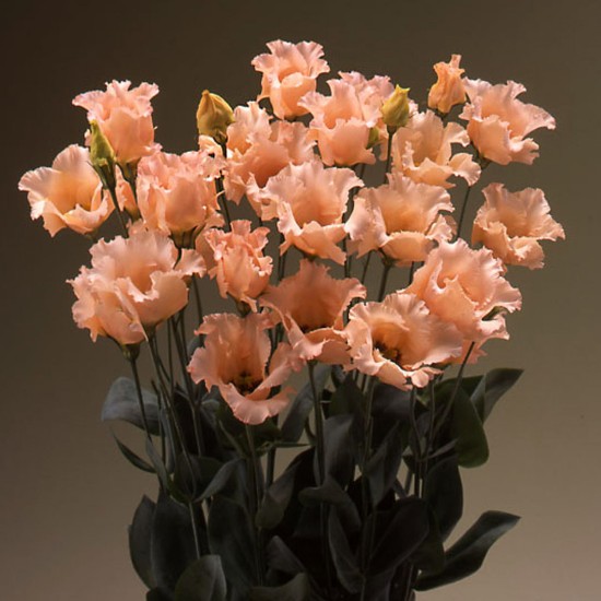 Seminte LISIANTHUS FALDA 2 Light Apricot 1000s