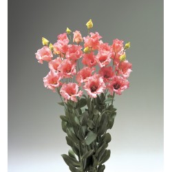 Seminte LISIANTHUS FALDA 2 Salmon 1000s