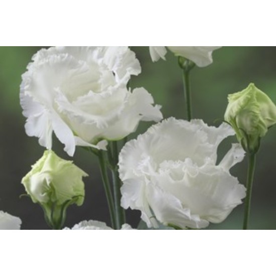 Seminte LISIANTHUS FALDA 3 White 1000s