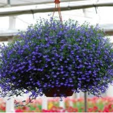 Seminte LOBELIA erinus REGATTA Midnight Blue 1000 multidrajeuri