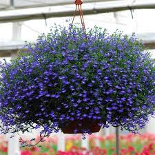 Seminte LOBELIA erinus REGATTA Midnight Blue 1000 multidrajeuri
