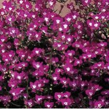 Seminte LOBELIA erinus REGATTA Rose 1000 multidrajeuri