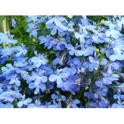 Seminte LOBELIA erinus REGATTA Blue Sky 1000 multidrajeuri