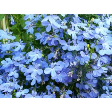 Seminte LOBELIA erinus REGATTA Blue Sky 1000 multidrajeuri