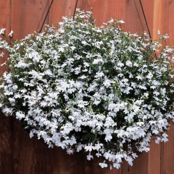 Seminte LOBELIA erinus REGATTA White 1000 multidrajeuri